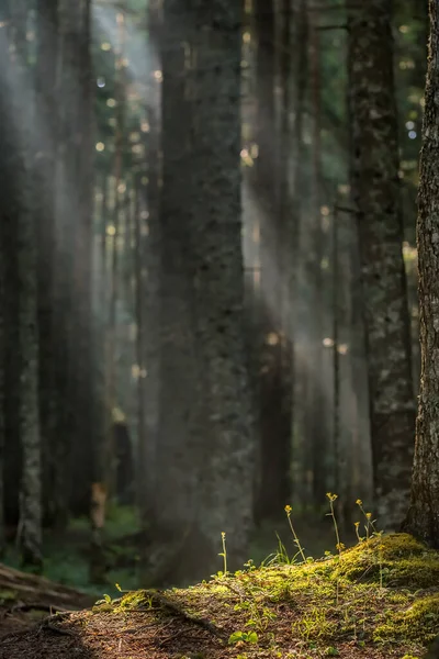 Raios de sol através de nevoeiro iluminando musgo coberto chão da floresta — Fotografia de Stock