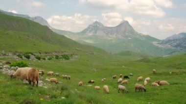 Karadağ 'ın Durmitor dağlarında otlayan koyun sürüleriyle manzara