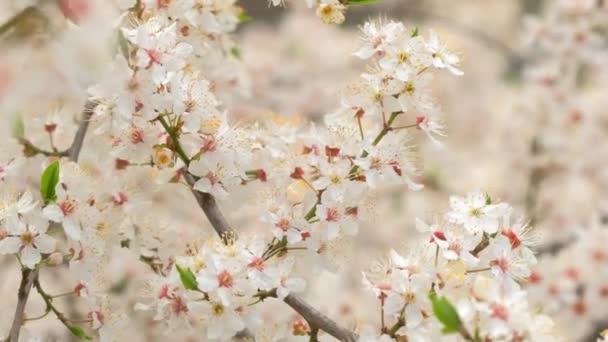 Krásná bílá kvetoucí třešeň. — Stock video