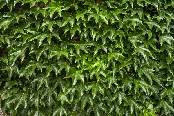 Green leaves pattern background — Stock Photo, Image