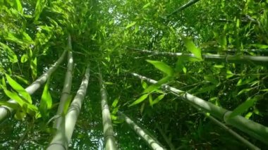 Sabah güneşinde yeşil bambu bitkilerinin yavaş ve düzenli videosu