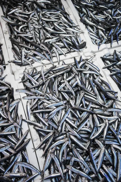 Frischer Sardellen-Hamsi-Fisch auf Eis auf dem Fischmarkt aus nächster Nähe — Stockfoto