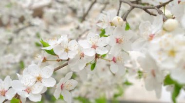 Güzel beyaz çiçek açan kiraz ağacı.