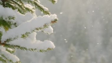 Köknar ağacının dalına kar yağan güzel kış manzarası
