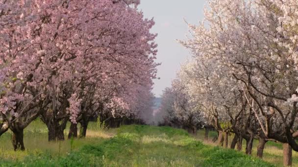Gyönyörű sárgabarack fák virágoznak a gyümölcsösben tavasszal — Stock videók
