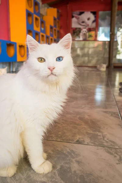 Domestico bianco turco van gatto con occhi diversi — Foto Stock