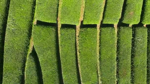 Ovanifrån av Tea plantage abstrakt naturlig bakgrund — Stockvideo