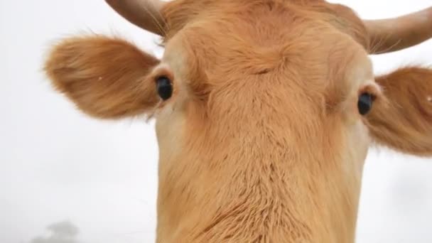 Curioso giovane toro sniffing fotocamera primo piano — Video Stock