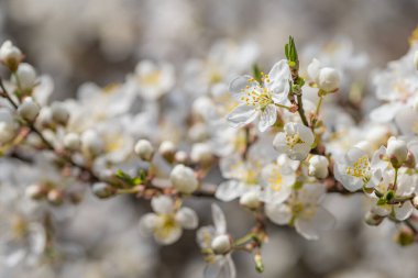 Çiçekli beyaz sakura kiraz çiçekleri yakın plan