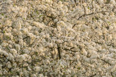 Çiçekli beyaz sakura kiraz çiçekleri yakın plan