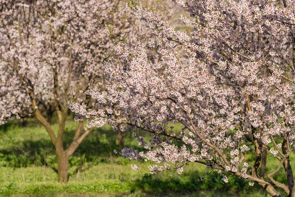 Красивая природа с цветущим абрикосовым деревом в солнечный день весной. — стоковое фото