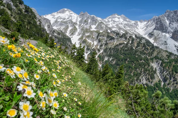 Letní krajina Prokletých hor v blízkosti obce Theth, Albánie — Stock fotografie