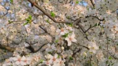 Güzel beyaz çiçek açan kiraz ağacı yakın plan.