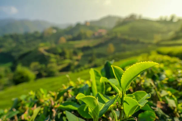 Green tea leaves close up on the beautiful tea garden in Rize, Turkey