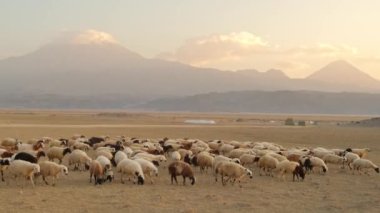 Arka planda Ararat Dağı 'nın iki zirvesi olan koyun sürüsü, Türkiye