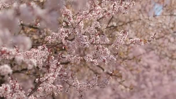Gyönyörű természet jelenet virágzó sárgabarack fa napsütéses napon tavasszal. — Stock videók