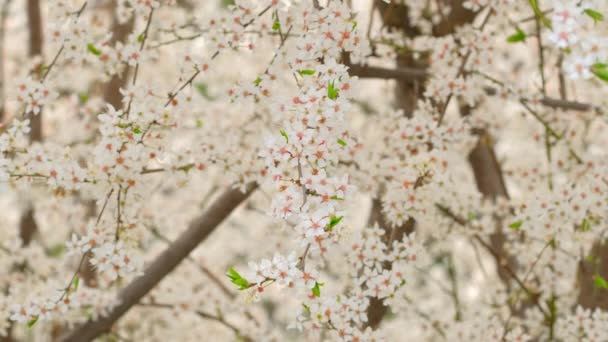Schöner weißer blühender Kirschbaum. — Stockvideo