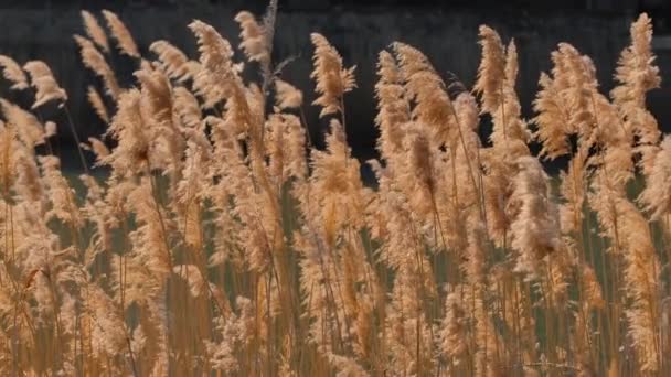 Common Reed sway on wind in slow motion — Stock Video