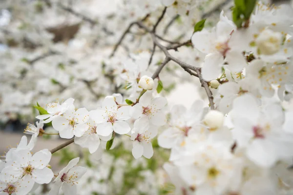 Цветущий белый сакура вишня цветы крупным планом — стоковое фото