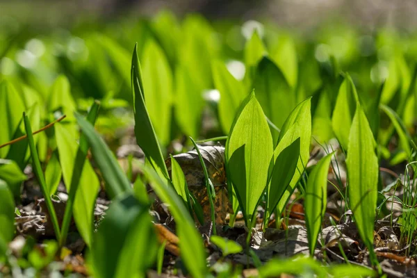 Young wild garlic leaves in the spring forest close-up — Stock Photo, Image