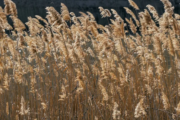 Gemeenschappelijke Reed zwaai op wind close-up — Stockfoto
