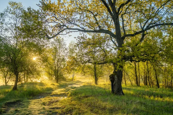 Γαλήνιο καλοκαιρινό αγροτικό τοπίο με πράσινα δέντρα και χωματόδρομο την ανατολή του ηλίου την άνοιξη. — Φωτογραφία Αρχείου