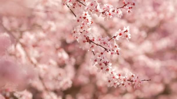 Vacker natur scen med blommande aprikos träd på solig dag på våren. — Stockvideo