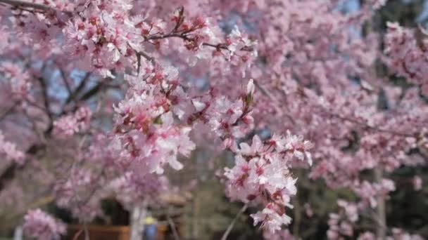 Baharın güneşli bir gününde çiçek açan kayısı ağacıyla güzel bir doğa sahnesi. — Stok video