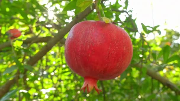 Érett gránátalma gyümölcs egy faágon közelkép — Stock videók