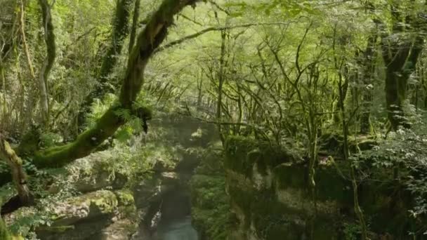 Hermosa escena de la naturaleza con el cañón Martvili en Georgia — Vídeos de Stock