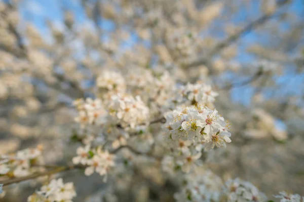 Blooming white sakura cherry blossom flowers close-up — Stock Photo, Image