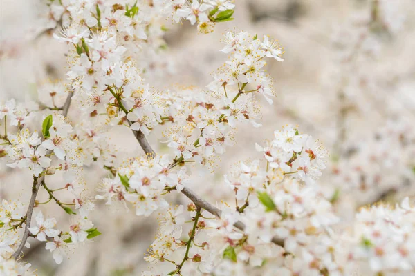 Virágzó fehér sakura cseresznyevirág közelkép — Stock Fotó