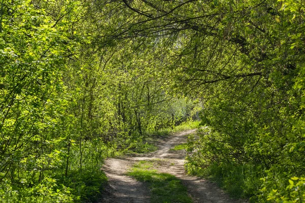 Estrada de terra em um túnel verde na floresta de primavera com folhas pequenas frescas — Fotografia de Stock