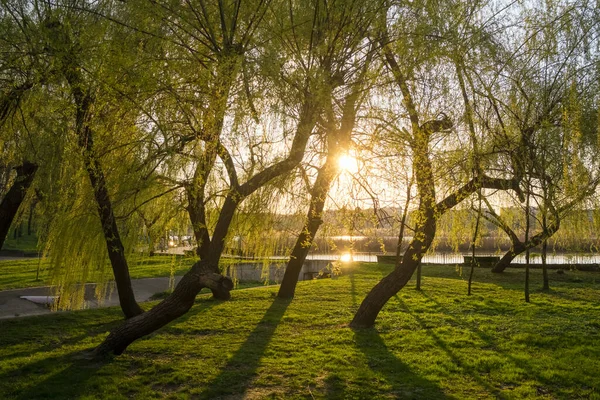 日没の春に市公園の柳の木 — ストック写真