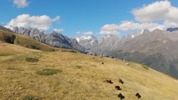Стадо коров, пасущихся на лугу в горах Кавказа в Сванети, Грузия — стоковое видео