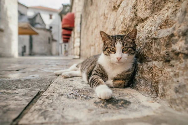 Carino gatto randagio che si rilassa su un marciapiede nel centro storico di Kotor, Montenegro — Foto Stock