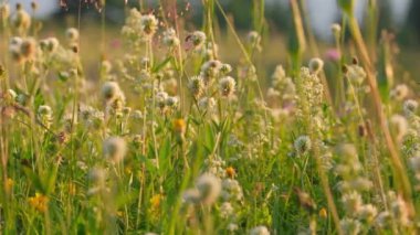 Kamera renkli çiçeklerle Alp Çayırı 'nda yavaşça hareket ediyor