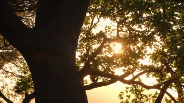 Vacker ek solljus bland dess grenar och blad — Stockvideo