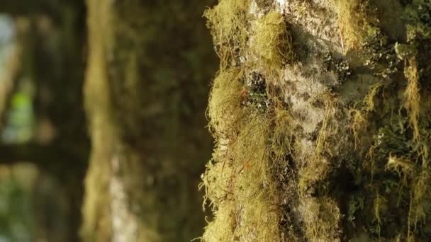 Gammal trädstam täckt med mossa närbild — Stockvideo