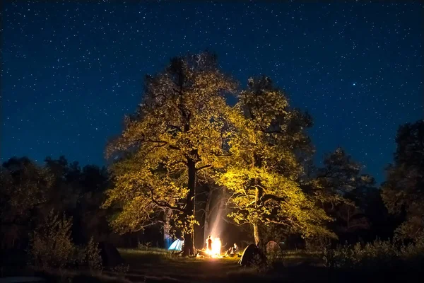 Bonfire onder de grote boom en de nachtelijke hemel vol sterren — Stockfoto