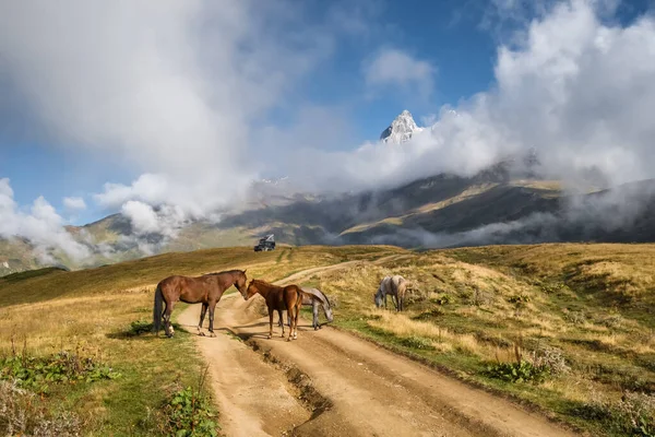 Άγρια άλογα βόσκουν στα βουνά του Καυκάσου στη Γεωργία — Φωτογραφία Αρχείου