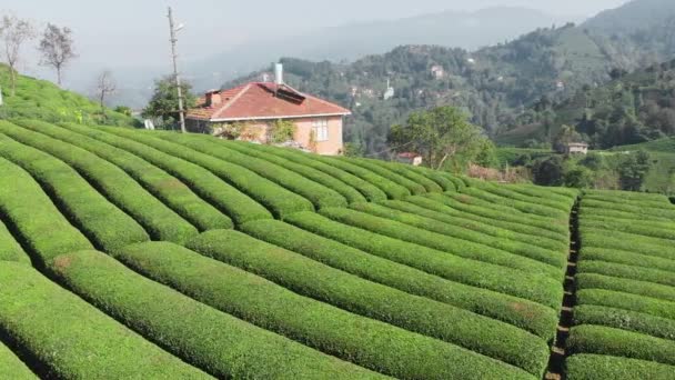 Draufsicht auf die Teeplantage abstrakter natürlicher Hintergrund — Stockvideo