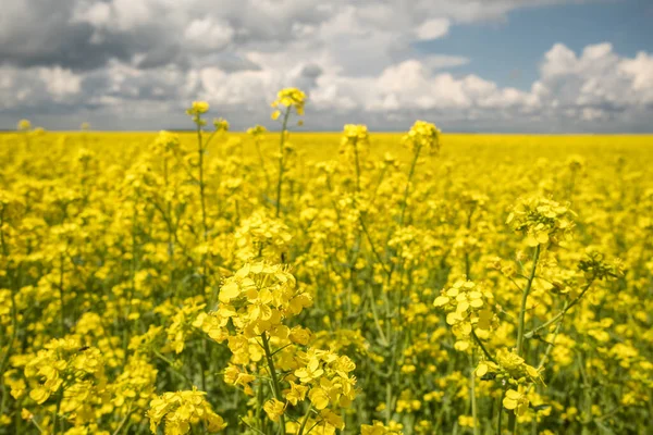 Oilseed rape blooming in farmland in countryside under blue sky, close-up view — Stock Photo, Image