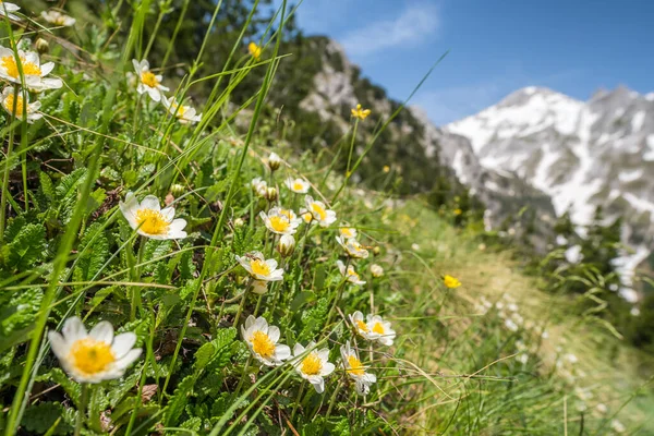 Letní krajina Prokletých hor v blízkosti obce Theth, Albánie — Stock fotografie