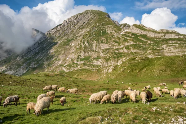 Stor flock får betar i bergen. — Stockfoto