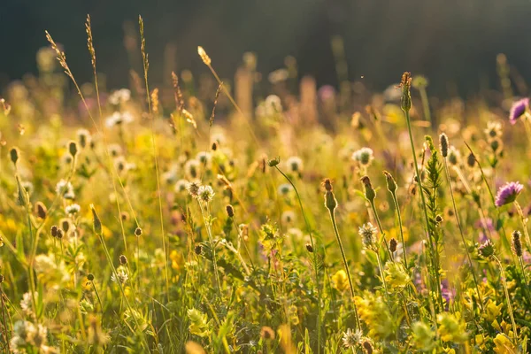 Vacker alpin äng med färgglada blommor — Stockfoto