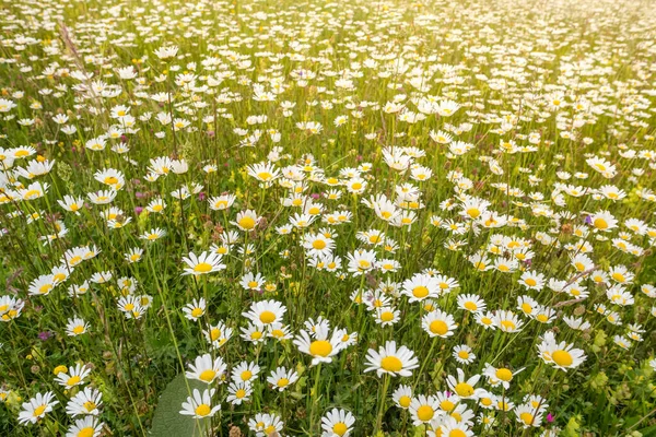 Vackert soligt fält av kamomillblommor — Stockfoto