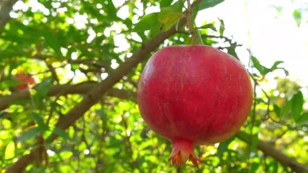 Frutos de romã maduros em um ramo de árvore close-up — Vídeo de Stock