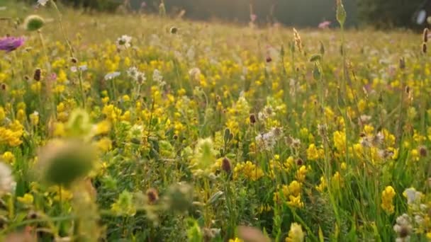 相机带着五彩缤纷的花朵缓缓地穿过高山草甸 — 图库视频影像