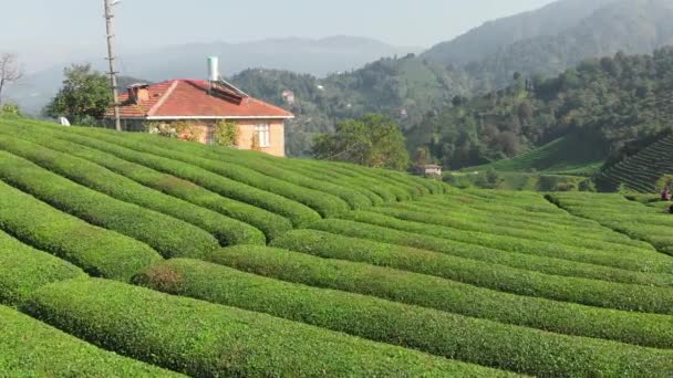 Draufsicht auf die Teeplantage abstrakter natürlicher Hintergrund — Stockvideo